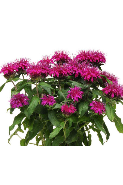 Pysznogłówka 'Balmy Purple' | Monarda