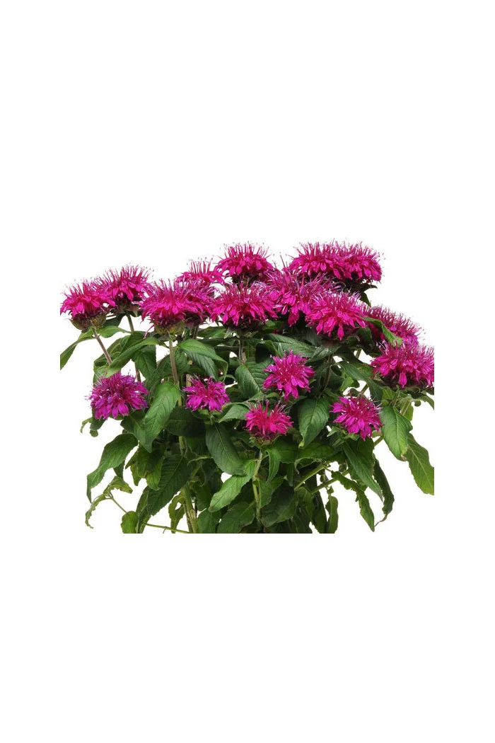 Pysznogłówka 'Balmy Purple' | Monarda