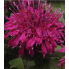 Pysznogłówka 'Balmy Purple' | Monarda