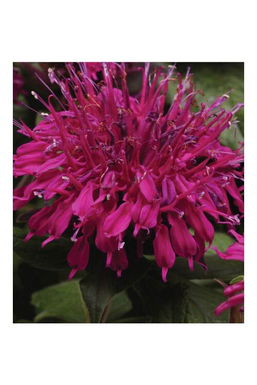 Pysznogłówka 'Balmy Purple' | Monarda