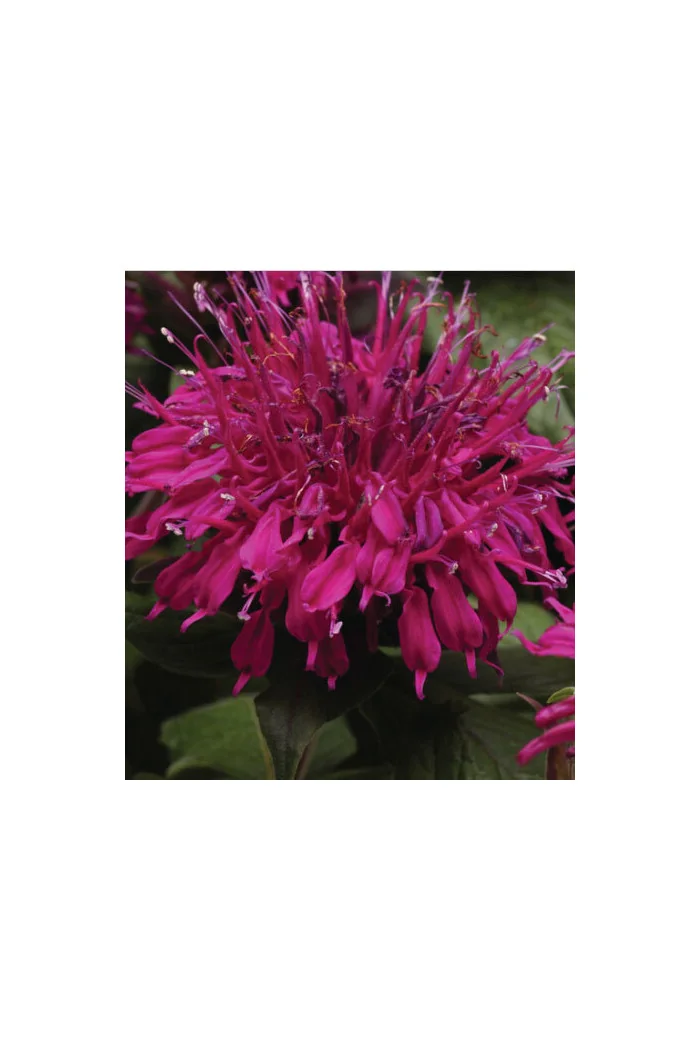 Pysznogłówka 'Balmy Purple' | Monarda