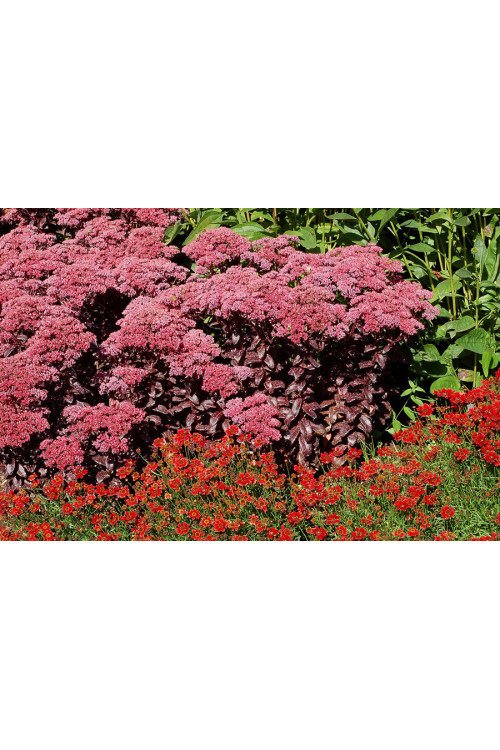 Rozchodnik 'Dark Magic' | Sedum