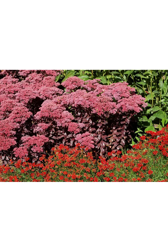 Rozchodnik 'Dark Magic' | Sedum