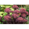 Rozchodnik 'Dark Magic' | Sedum
