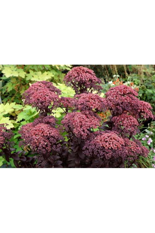 Rozchodnik 'Dark Magic' | Sedum
