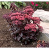 Rozchodnik 'Dark Magic' | Sedum