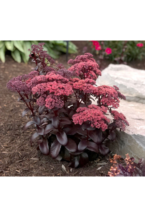 Rozchodnik 'Dark Magic' | Sedum