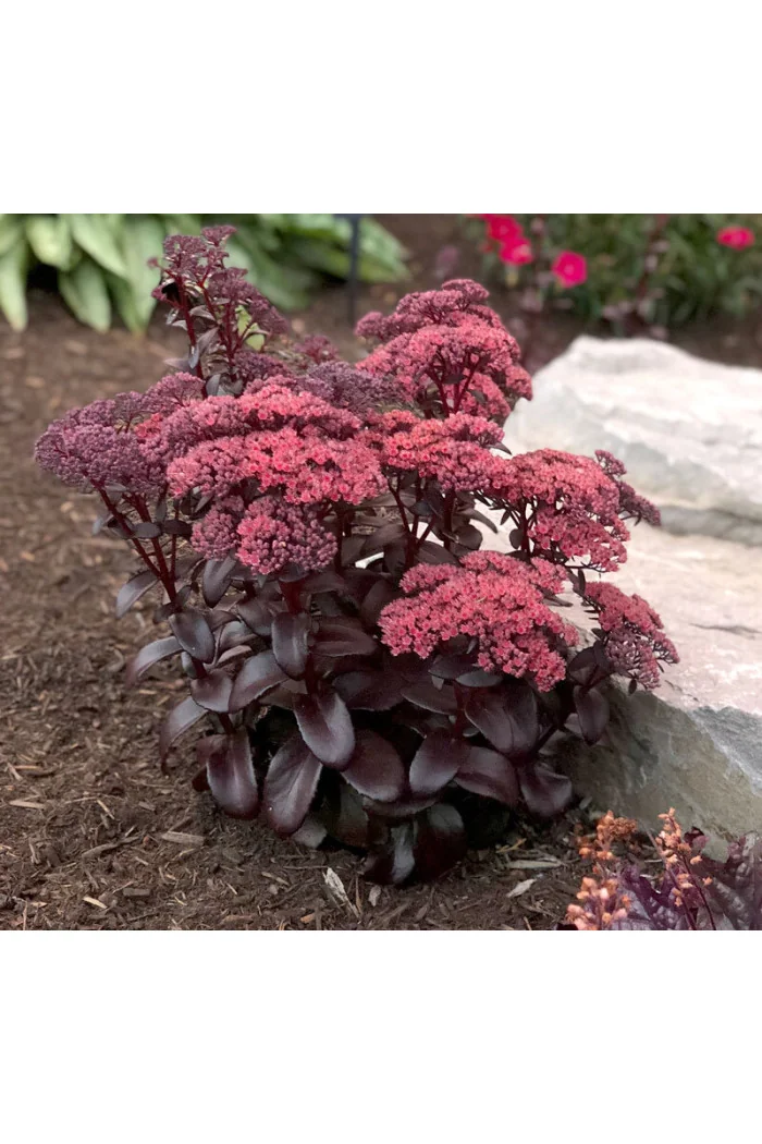 Rozchodnik 'Dark Magic' | Sedum