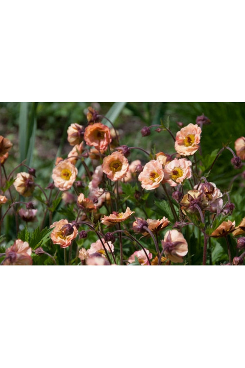 Kuklik 'Mai Tai ®' | Geum