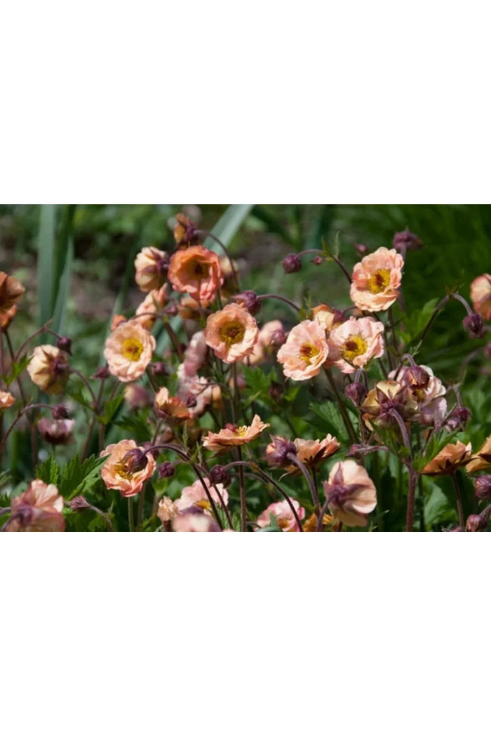 Kuklik 'Mai Tai ®' | Geum