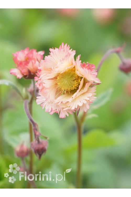 Kuklik zwisły 'Pink Fluffy' Geum rivale