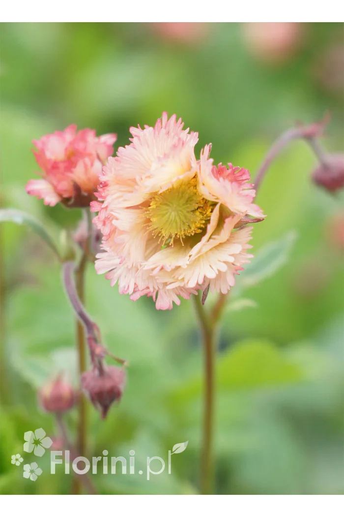 Kuklik zwisły 'Pink Fluffy' Geum rivale