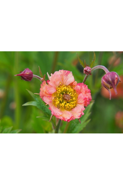 Kuklik 'Mai Tai ®' | Geum