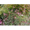 Gaura 'Siskiyou Pink'