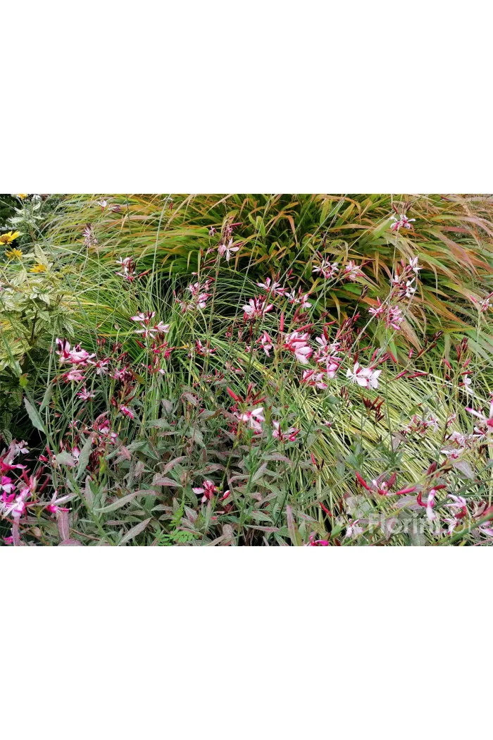 Gaura 'Siskiyou Pink'