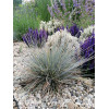 Kostrzewa sina 'Azurit' | Festuca glauca