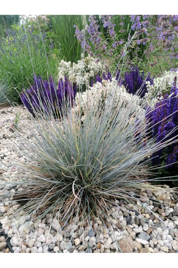 Kostrzewa sina 'Azurit' | Festuca glauca