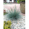 Kostrzewa sina 'Azurit' | Festuca glauca
