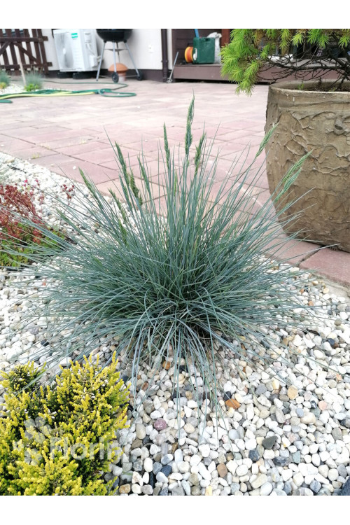 Kostrzewa sina 'Azurit' | Festuca glauca