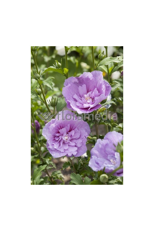 Ketmia syryjska 'Magenta Chiffon' Hibiscus syriacus
