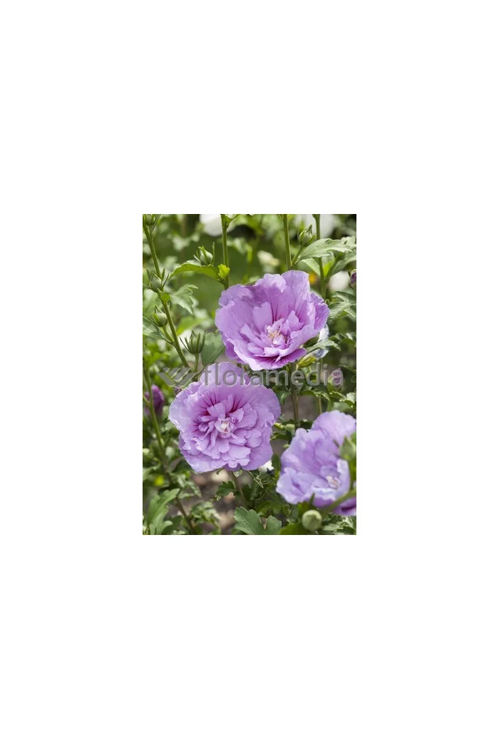 Ketmia syryjska 'Magenta Chiffon' Hibiscus syriacus