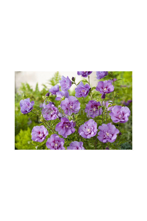 Ketmia syryjska 'Magenta Chiffon' Hibiscus syriacus