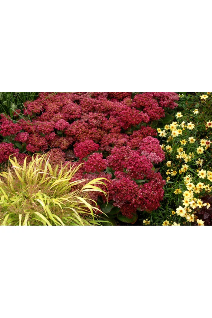 Rozchodnik Mr. Goodbud Sedum spectabile