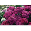 Rozchodnik Mr. Goodbud Sedum spectabile