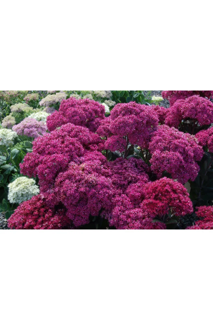 Rozchodnik Mr. Goodbud Sedum spectabile