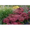 Rozchodnik Mr. Goodbud Sedum spectabile