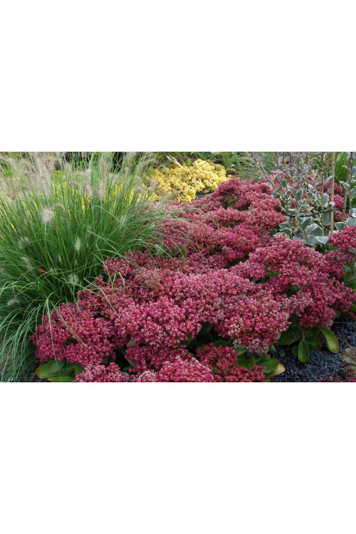 Rozchodnik Mr. Goodbud Sedum spectabile