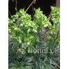 Ciemiernik palmowy (cuchnący) | Helleborus foetidus