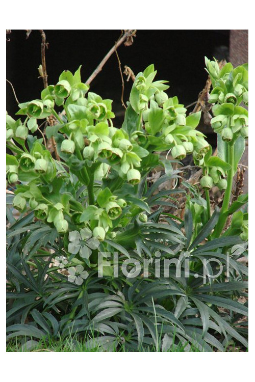 Ciemiernik palmowy (cuchnący) | Helleborus foetidus