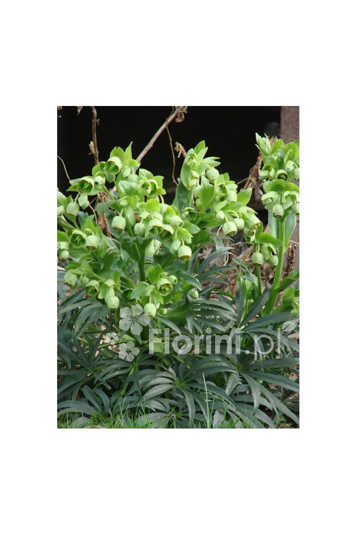 Ciemiernik palmowy (cuchnący) | Helleborus foetidus
