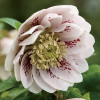 Ciemiernik orientalny 'Double Pink Spotted' Helleborus orientalis