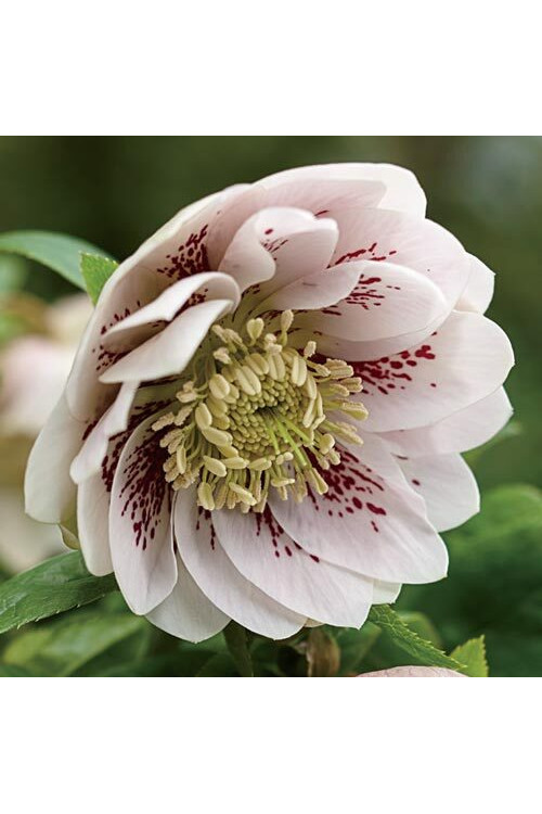 Ciemiernik orientalny 'Double Pink Spotted' Helleborus orientalis