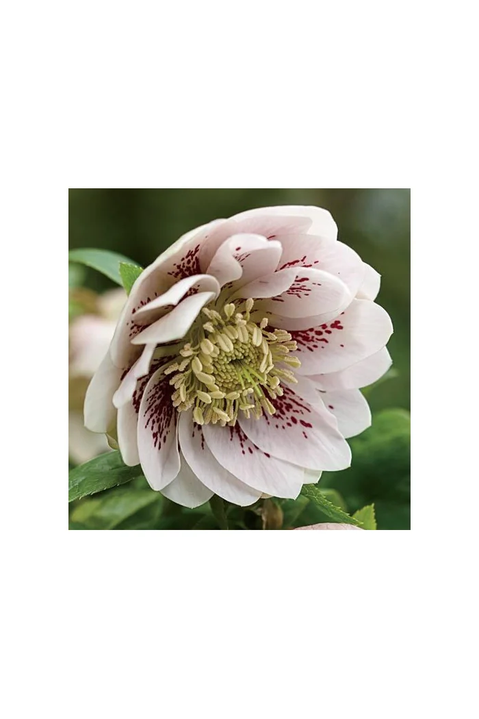 Ciemiernik orientalny 'Double Pink Spotted' Helleborus orientalis