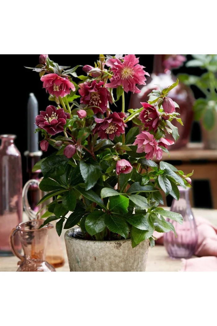 Ciemiernik orientalny 'Double Ellen Red' | Helleborus orientalis