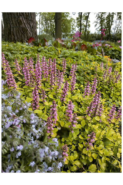 Dąbrówka 'Gold Chang' | Ajuga reptans
