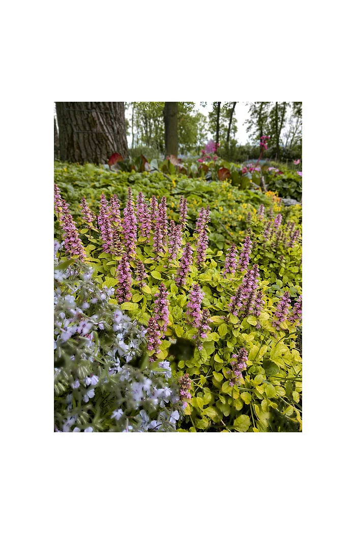 Dąbrówka 'Gold Chang' | Ajuga reptans