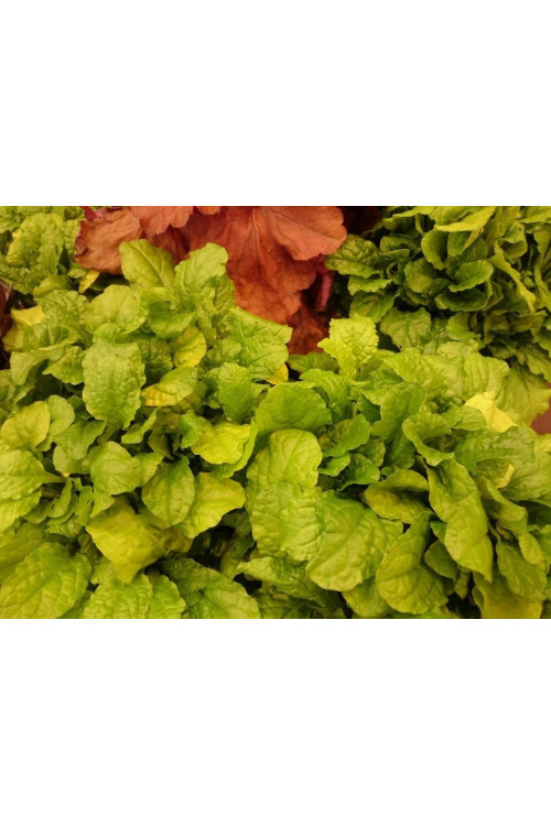 Dąbrówka 'Gold Chang' | Ajuga reptans