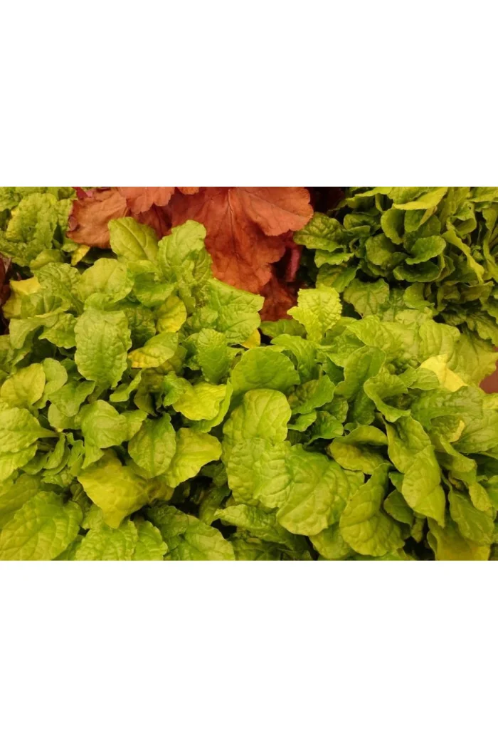 Dąbrówka 'Gold Chang' | Ajuga reptans