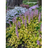 Dąbrówka 'Gold Chang' | Ajuga reptans
