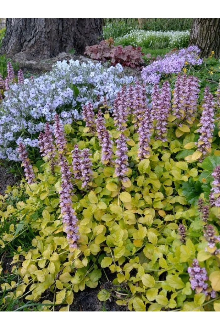Dąbrówka 'Gold Chang' | Ajuga reptans