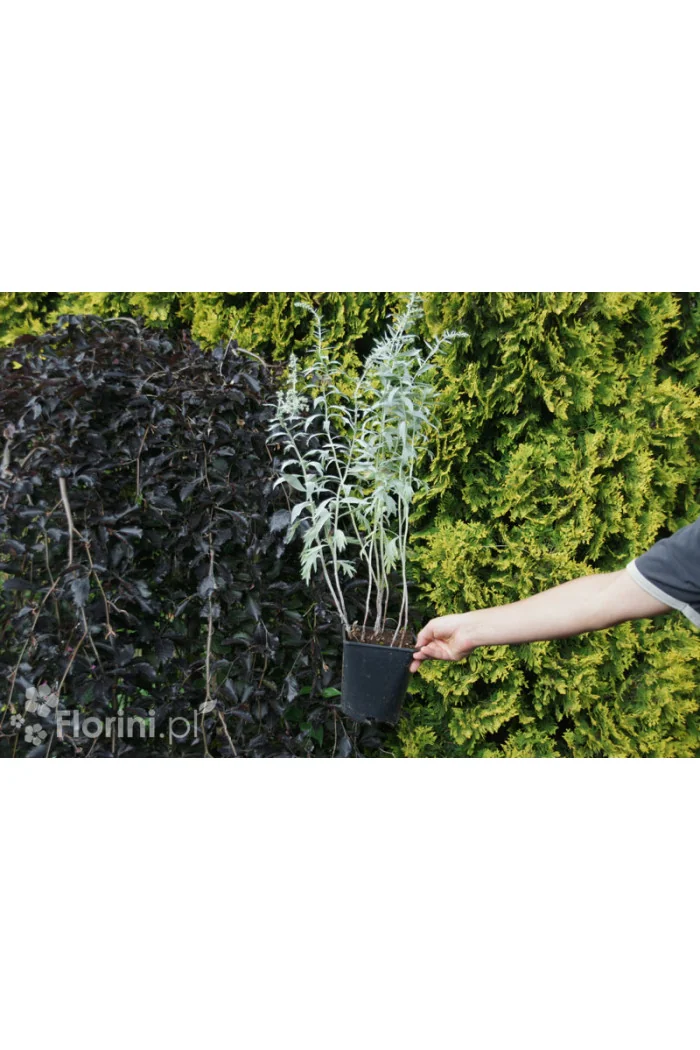 Bylica luizjańska 'Valerie Finnis' | Artemisia ludoviciana