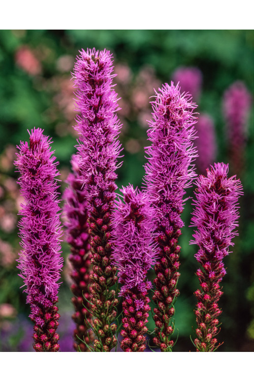Liatra kłosowa 'Floristan Violet' | Liatris spicata
