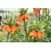Cesarska korona 'Maxima Rubra' | Fritillaria imperialis