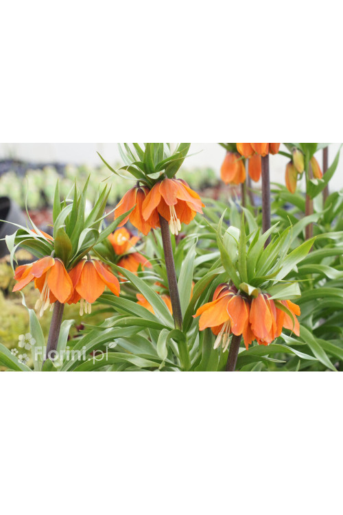 Cesarska korona 'Maxima Rubra' | Fritillaria imperialis