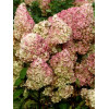 Hortensja bukietowa 'Fraise Melba' | Hydrangea paniculata