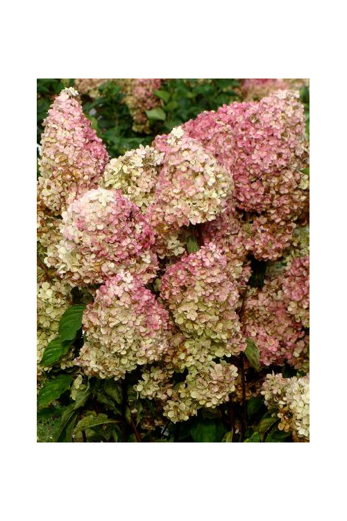 Hortensja bukietowa 'Fraise Melba' | Hydrangea paniculata